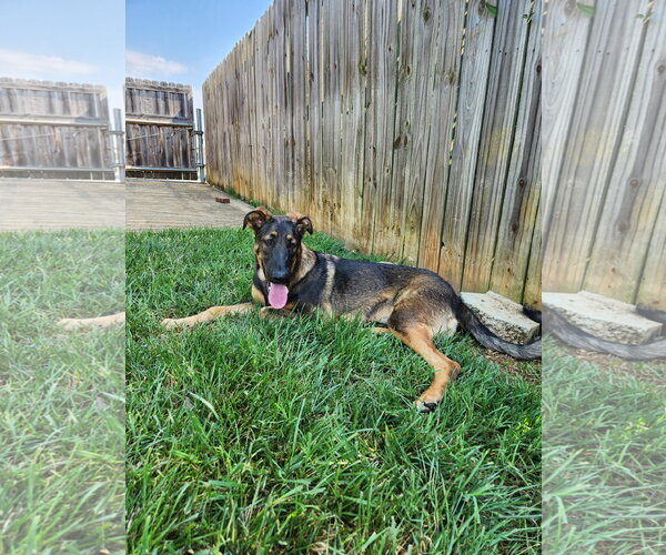Medium Photo #9 German Shepherd Dog Puppy For Sale in Centreville, VA, USA