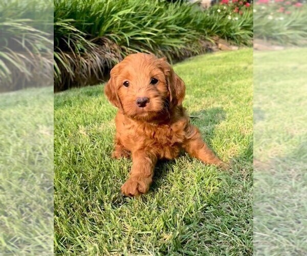 Medium Photo #4 Double Doodle Puppy For Sale in LAGRANGE, GA, USA