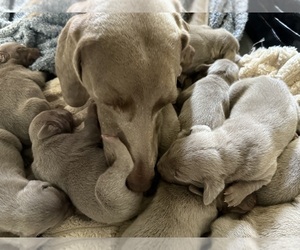 Weimaraner Puppy for sale in DACULA, GA, USA