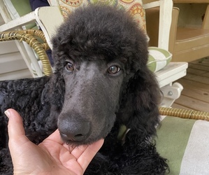Poodle (Standard) Puppy for sale in GROVETOWN, GA, USA