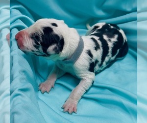 Great Dane Puppy for sale in MARSHVILLE, NC, USA
