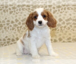 Cavapoo Puppy for sale in DENVER, PA, USA