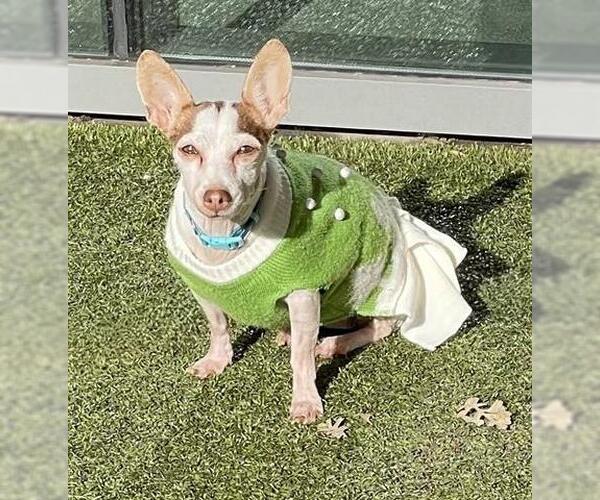 Medium Photo #1 Chihuahua Puppy For Sale in San Martin, CA, USA