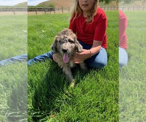 Pyredoodle Puppy for sale in PRESCOTT, WA, USA