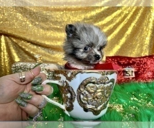 Pomeranian Puppy for sale in HAYWARD, CA, USA