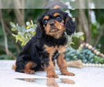 Small #2 Cavalier King Charles Spaniel