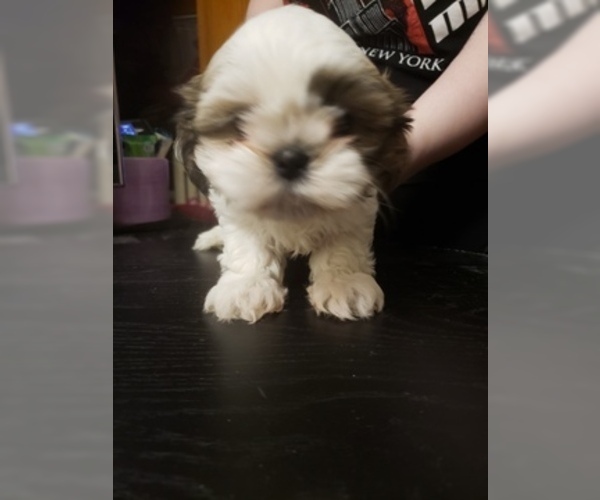 Medium Photo #1 Shih Tzu Puppy For Sale in CENTRALIA, MO, USA