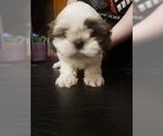 Small Photo #1 Shih Tzu Puppy For Sale in CENTRALIA, MO, USA
