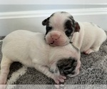 Small Photo #2 French Bulldog-Miniature French Bull Terrier Mix Puppy For Sale in WEST SPRINGFIELD, MA, USA