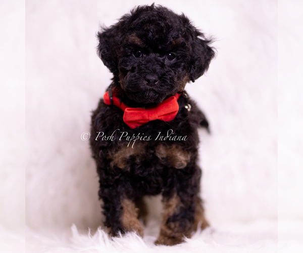 Medium Photo #11 Poodle (Miniature) Puppy For Sale in WARSAW, IN, USA