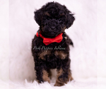 Small Photo #11 Poodle (Miniature) Puppy For Sale in WARSAW, IN, USA