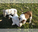 Small Photo #7 English Bulldog Puppy For Sale in NAMPA, ID, USA