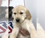 Small Photo #3 English Cream Golden Retriever Puppy For Sale in SALEM, NH, USA