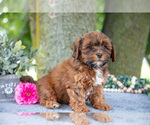 Small #1 Shih-Poo
