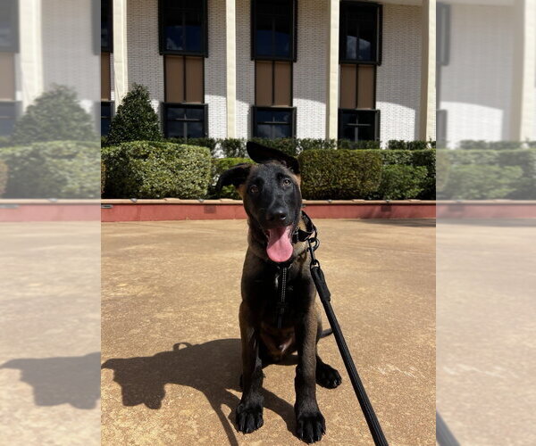 Medium Photo #8 Mutt Puppy For Sale in Imlay City, MI, USA