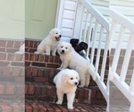 Small Photo #9 Great Pyrenees Puppy For Sale in AMELIA, VA, USA