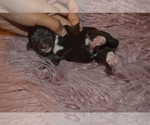 Small Photo #5 Schnauzer (Miniature) Puppy For Sale in MADERA, CA, USA