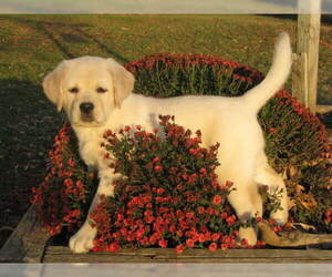 Labrador Retriever Puppy for sale in MANILLA, IA, USA