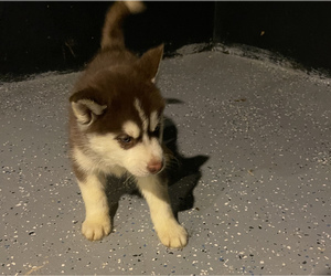 Medium Siberian Husky