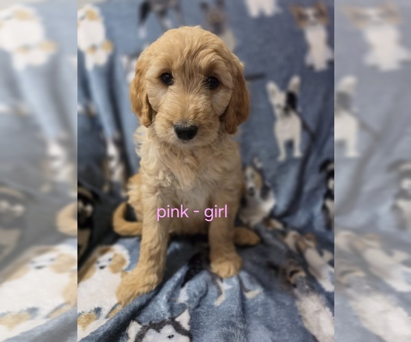 Medium Photo #2 Goldendoodle Puppy For Sale in SHERIDAN, MI, USA
