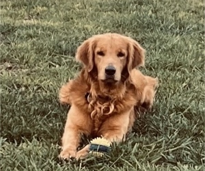 Father of the Golden Retriever puppies born on 05/17/2024