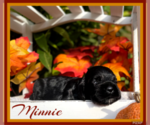 Small Photo #2 Cocker Spaniel Puppy For Sale in CLINTON, OK, USA