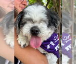 Small Photo #5 Shih Tzu Puppy For Sale in Spring Lake, NJ, USA