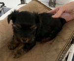 Small Photo #2 Yorkshire Terrier Puppy For Sale in ARKOMA, OK, USA