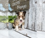 Puppy Bobby Shetland Sheepdog