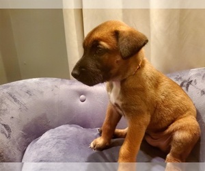 Belgian Malinois Puppy for sale in GARRISON, MD, USA