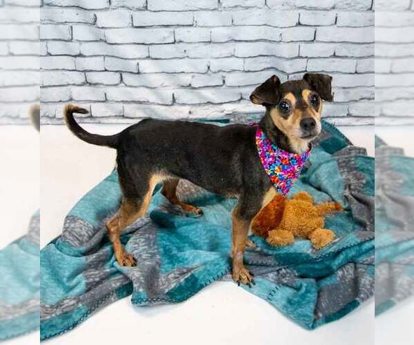 Medium Photo #2 Chihuahua-Unknown Mix Puppy For Sale in Kennesaw, GA, USA