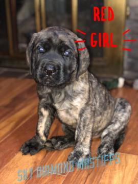 Medium Photo #1 Mastiff Puppy For Sale in PIKETON, OH, USA