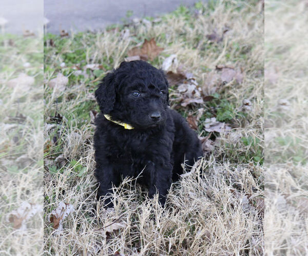 Medium Photo #3 Goldendoodle Puppy For Sale in CARTHAGE, TX, USA