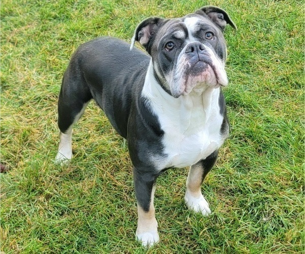 Medium Photo #1 Olde English Bulldogge Puppy For Sale in ATHOL, ID, USA