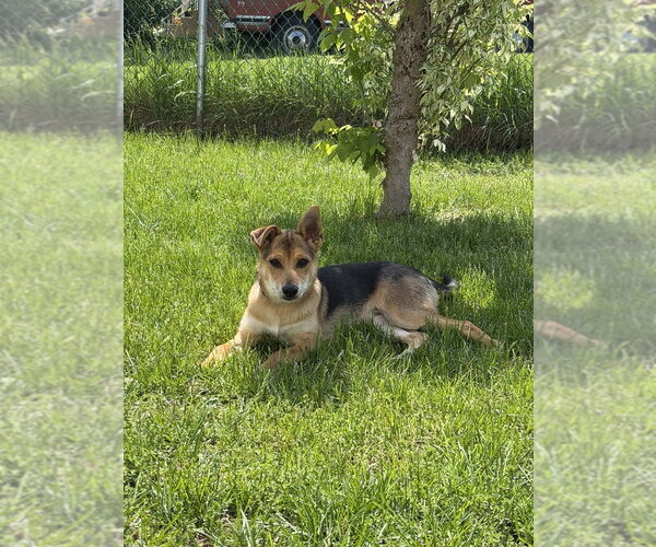 Medium Photo #4 German Shepherd Dog-Unknown Mix Puppy For Sale in Springdale, PA, USA
