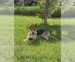 Small #3 German Shepherd Dog Mix