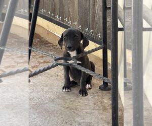 Medium Dachshund-German Shorthaired Pointer Mix
