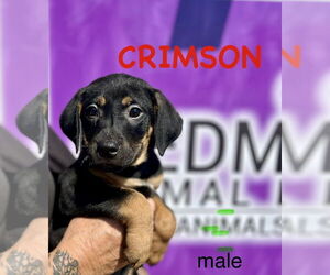 Mutt Dogs for adoption in Mooresville, NC, USA