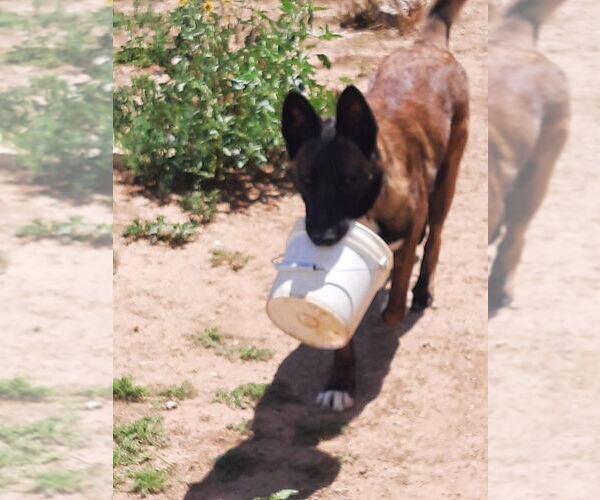 Medium Photo #4 Mutt Puppy For Sale in Imlay City, MI, USA