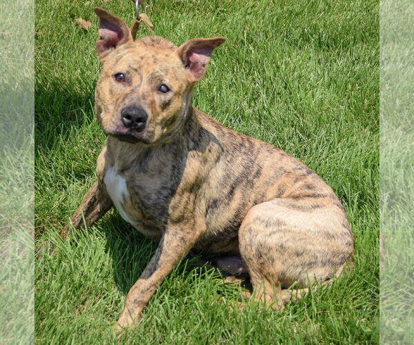 Medium Photo #2 American Staffordshire Terrier-Bull Terrier Mix Puppy For Sale in Huntley, IL, USA