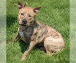 Small #1 American Staffordshire Terrier-Bull Terrier Mix