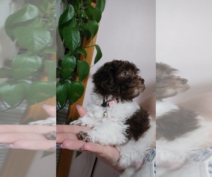 Poodle (Toy) Puppy for sale in WORCESTER, MA, USA