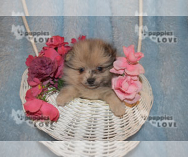 Medium Photo #14 Pomeranian Puppy For Sale in SANGER, TX, USA