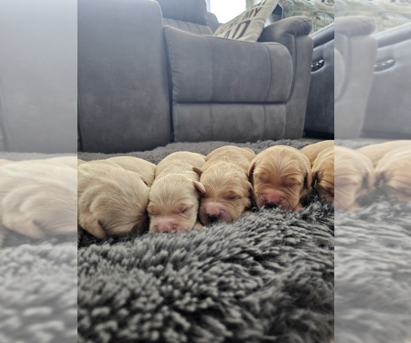 Medium Photo #1 Golden Retriever Puppy For Sale in ELVERTA, CA, USA