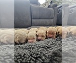 Small Golden Retriever
