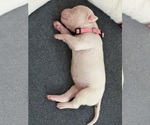 Small Photo #6 American Bulldog Puppy For Sale in PLUMAS LAKE, CA, USA