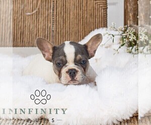 French Bulldog Puppy for sale in HONEY BROOK, PA, USA