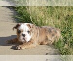 Small Photo #8 Bulldog Puppy For Sale in STEPHENVILLE, TX, USA