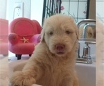 Small #2 Goldendoodle