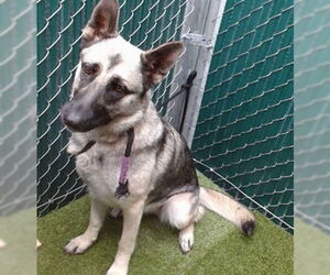 German Shepherd Dog Dogs for adoption in Downey, CA, USA